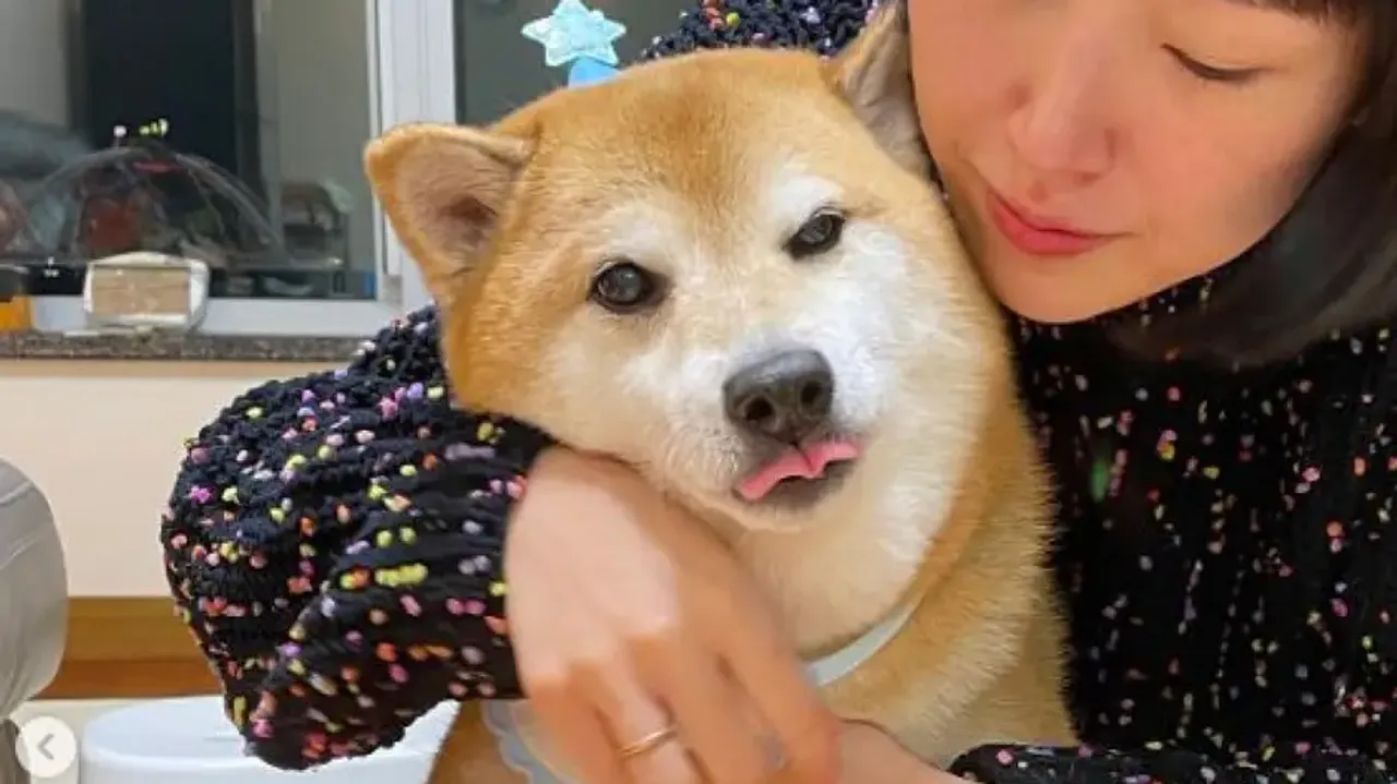 Cheems, the viral dog that inspired several memes dies of cancer