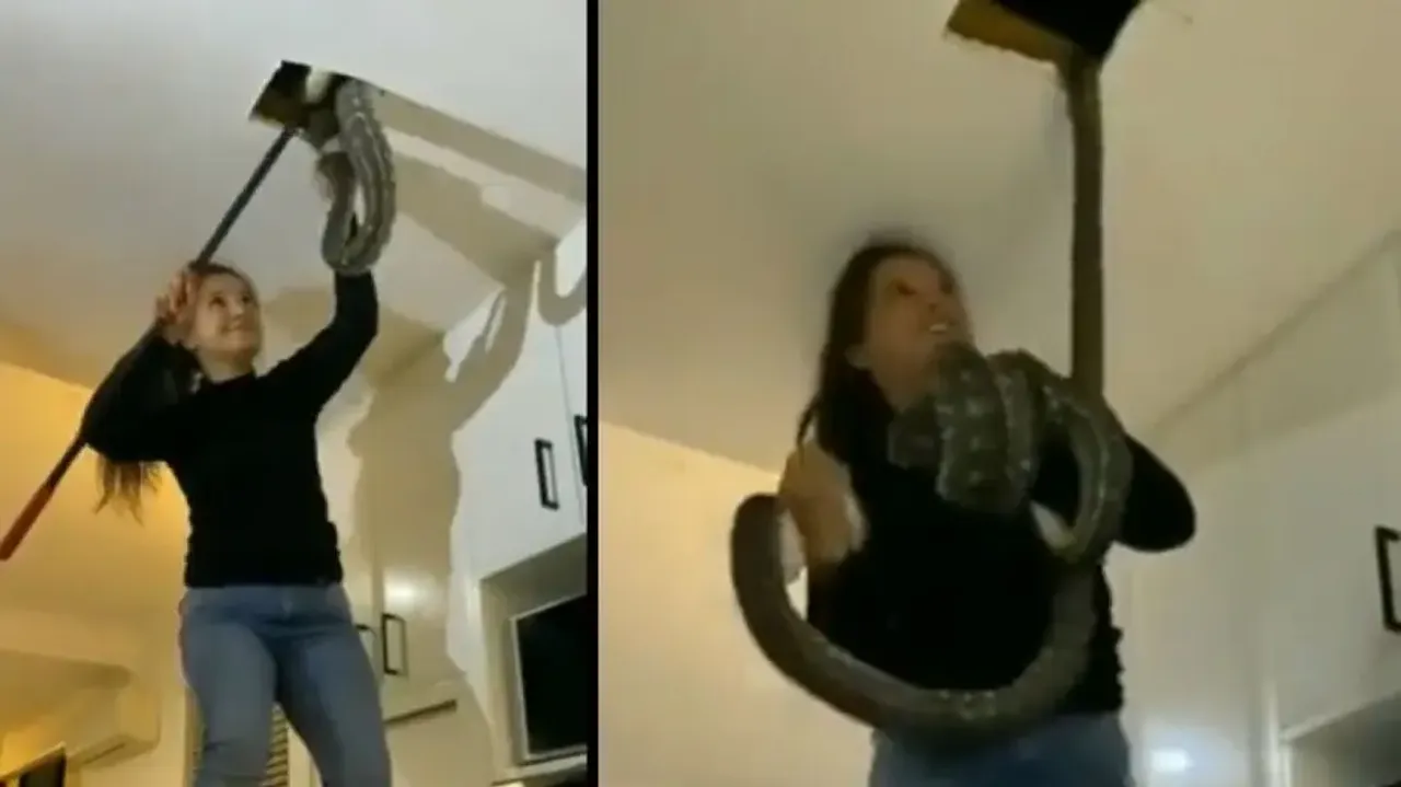 Girl pulls out pythons from ceiling with bare hands, watch