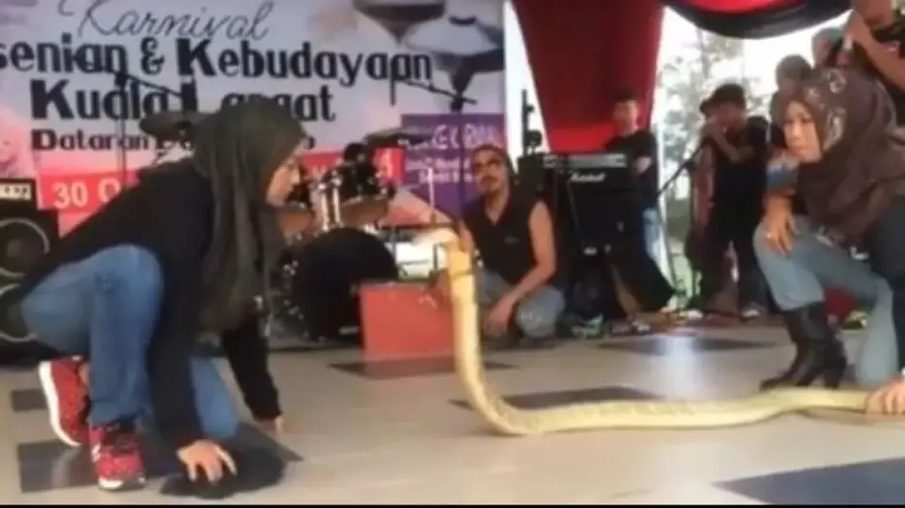 Scary video of hijab-clad woman kissing king cobra terrifies internet