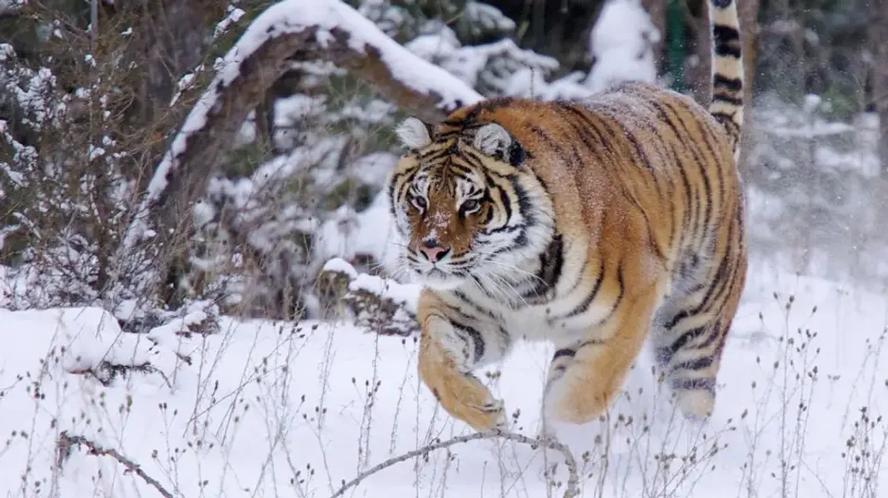 Tiger's vengeance! Big Cat took revenge on poacher for stealing its kill