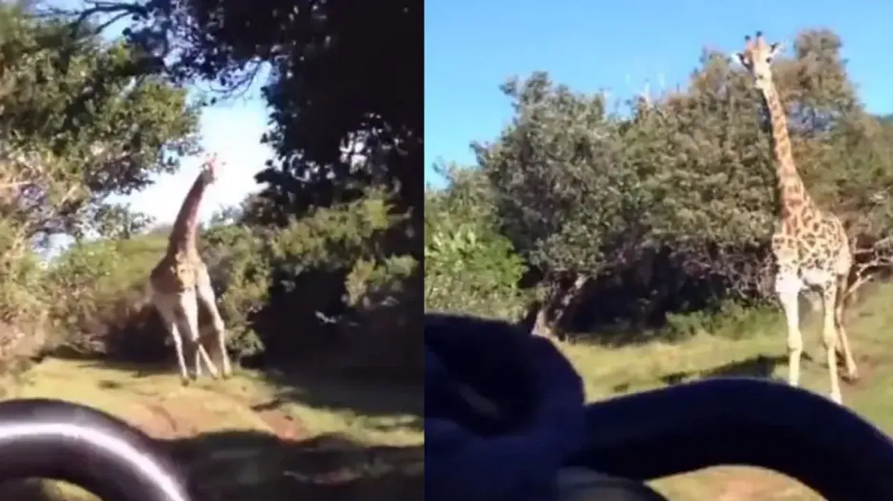 Giraffe chases group of visitors in park, leaves them terrified; watch