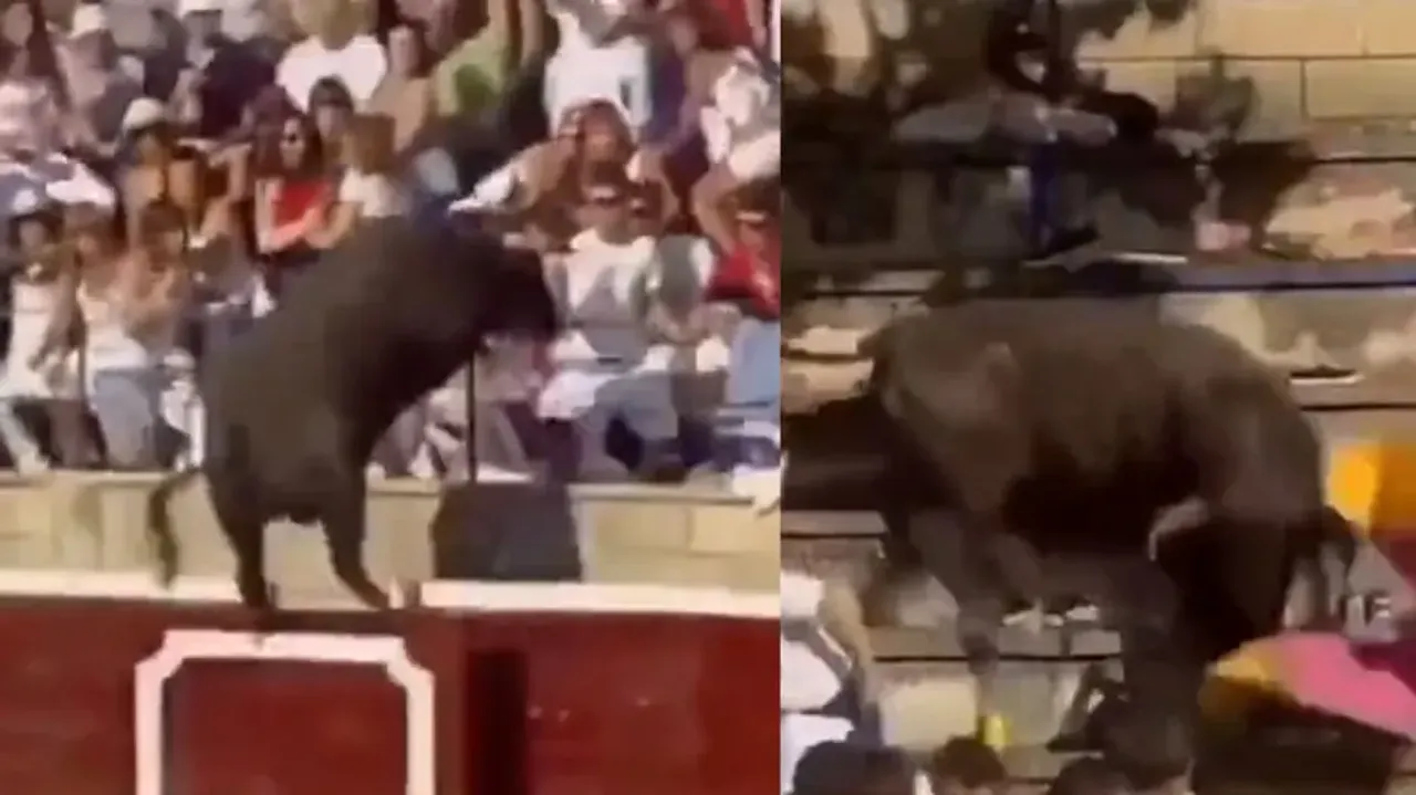 Horrifying! Bull jumps out of bullring, leaves audience terrified after bullfight; watch