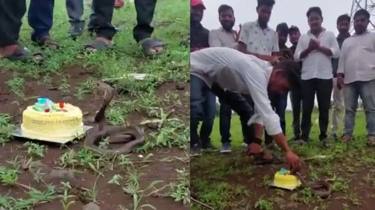 Cobra celebrates birthday with cake & guests! Watch