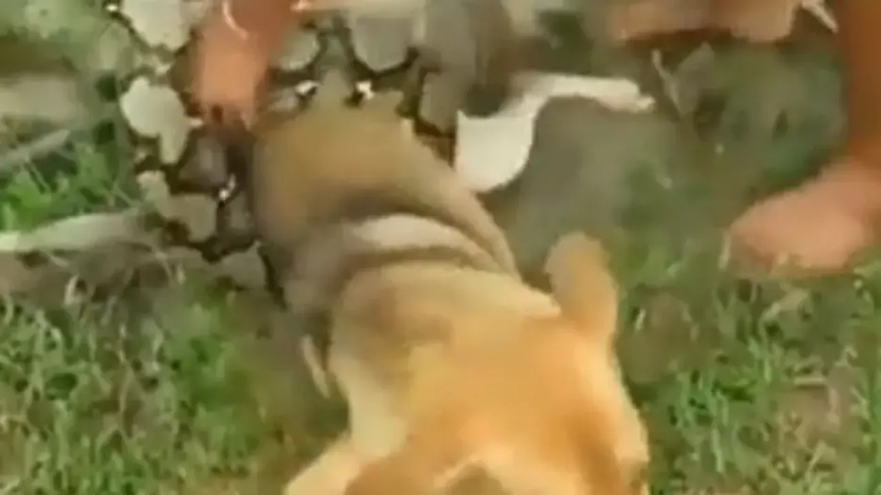 Little boys risk their lives to save dog from huge python