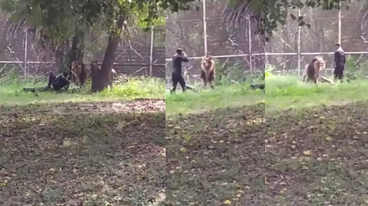 Youth leaves lion ‘confused’ after jumping into zoo enclosure; watch