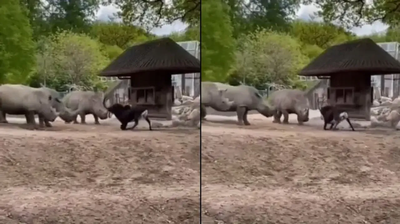 Goat scares away crash of Rhinos in zoo enclosure; watch