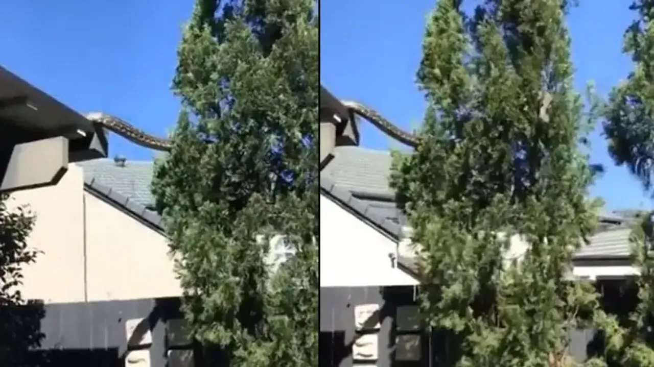 Bone-chilling! Huge python crawls from rooftop to tree; watch