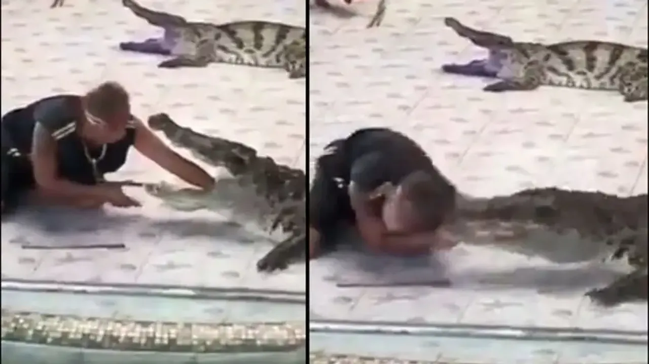 Man puts hand inside crocodile’s mouth, what happens next is alarming; watch