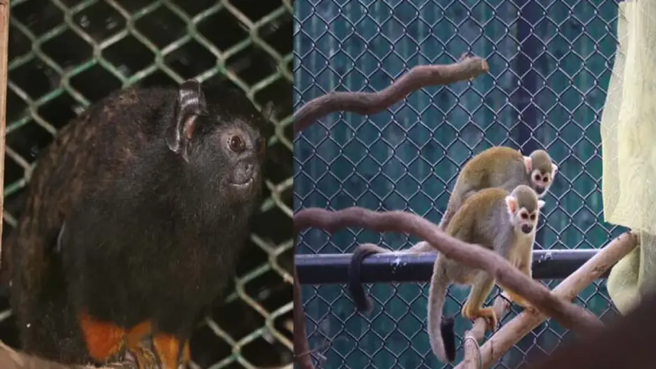 Golden-handed tamarins & squirrel monkeys 