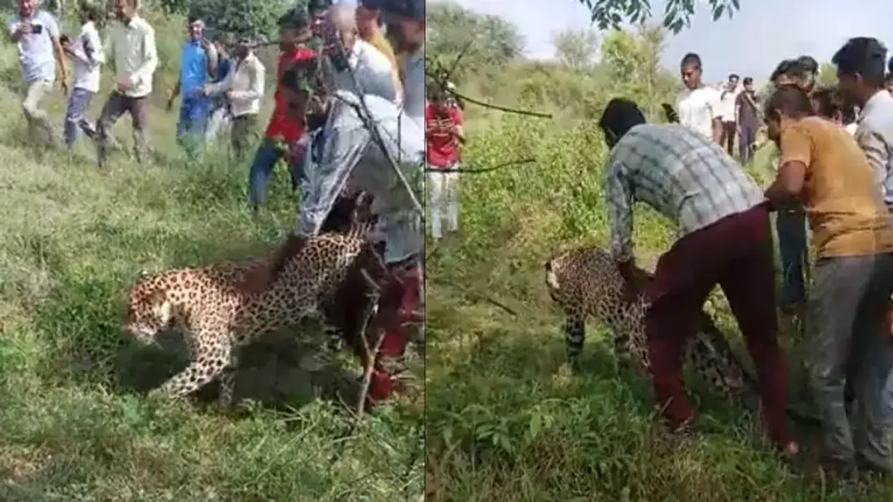 Leopard escorted into forest by group of men, internet fumed; watch