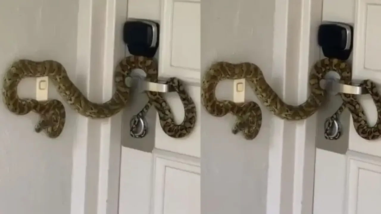 Z+ security! Snake guards entrance door; watch terrifying video