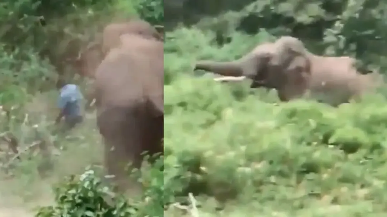 Another green soldier falls in line of duty after wild elephant’s attack; watch