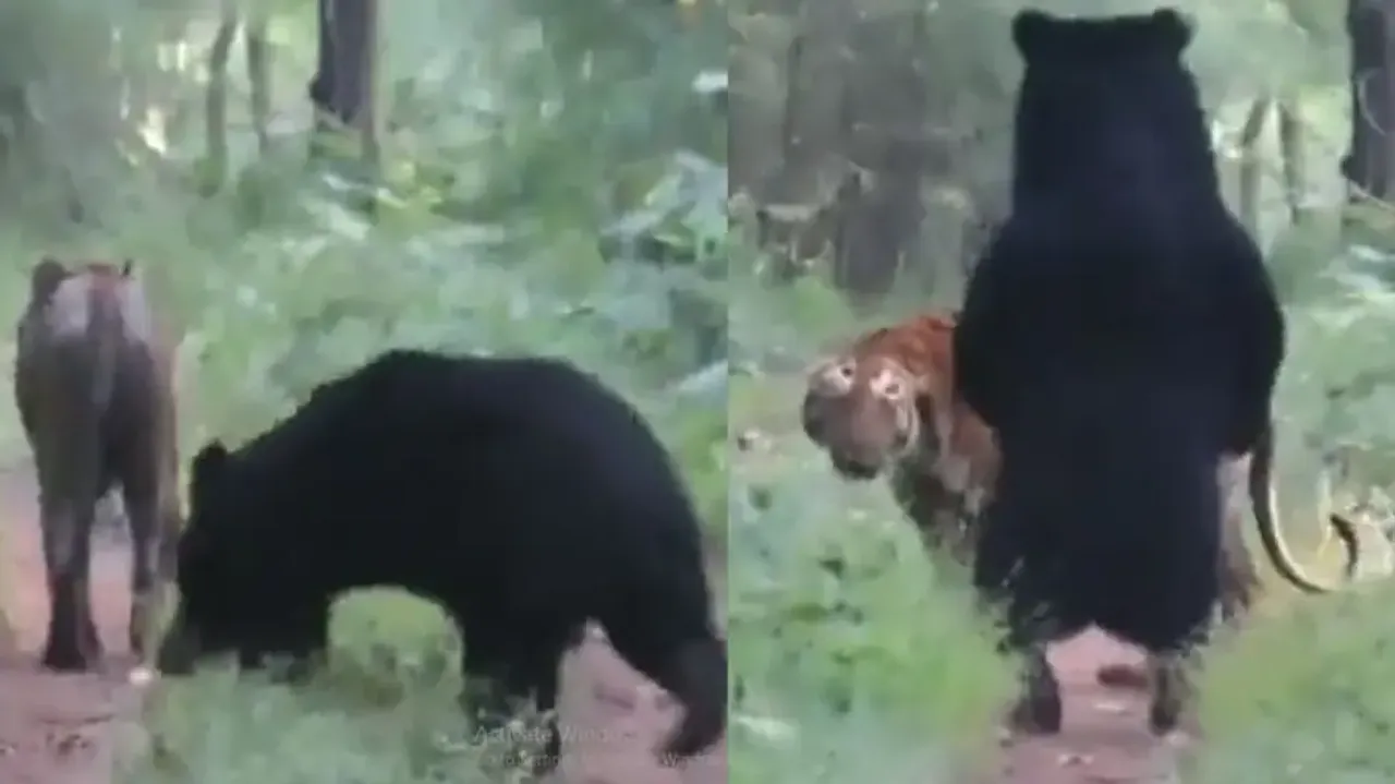 Royal Bengal Tiger and huge black Bear’s 'friendly interaction' is amusing; watch