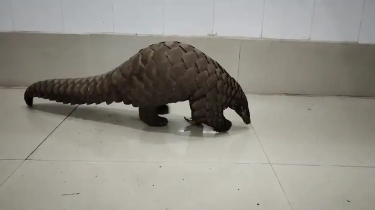 Pangolin Rescued From Koraput