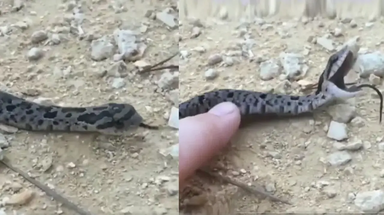 ‘Drama queen’ of serpents! Watch surprising video