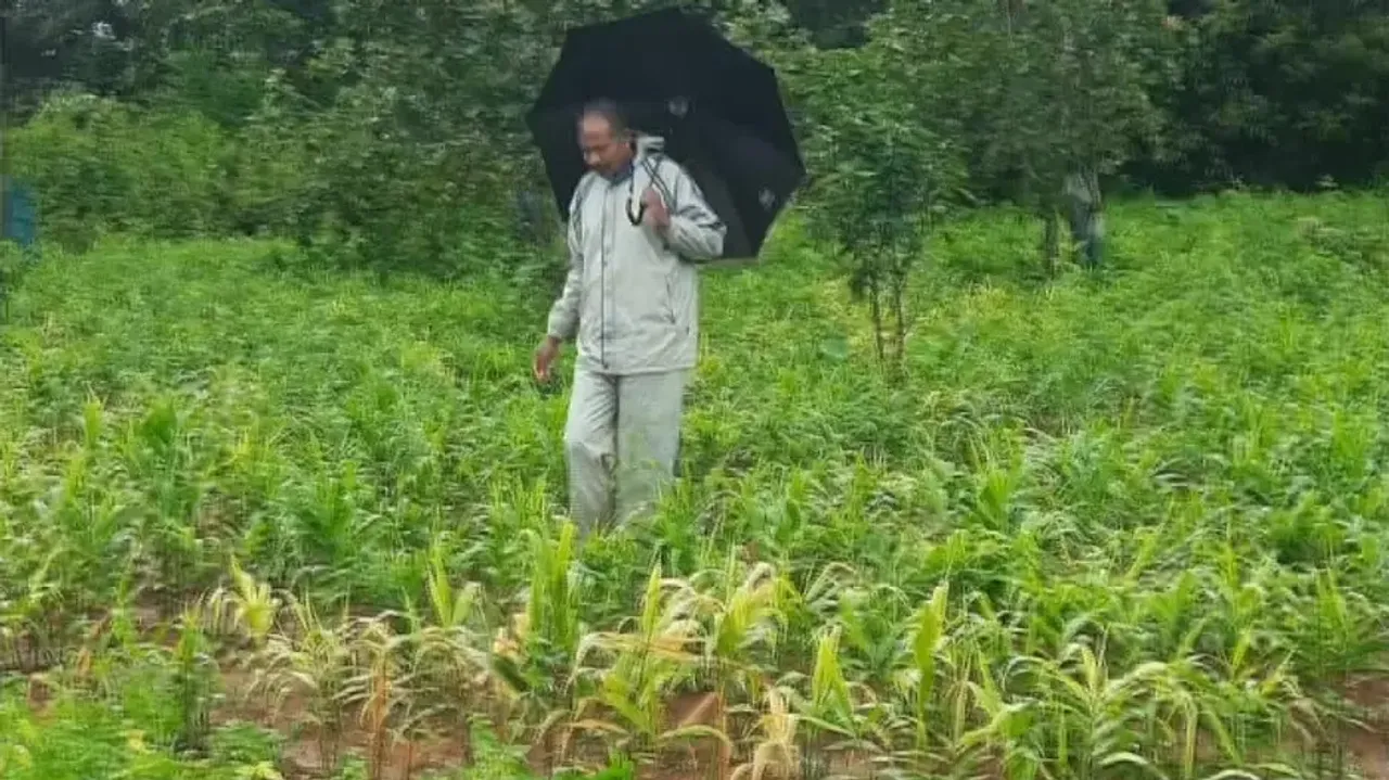 Severe rain hits ginger cultivation in Koraput