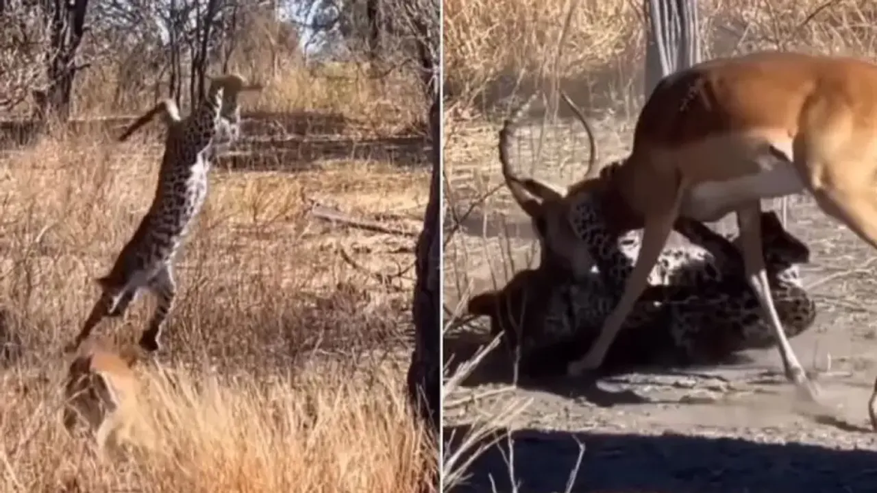 Predator vs Prey: Leopard's surprise attack on a deer; watch 