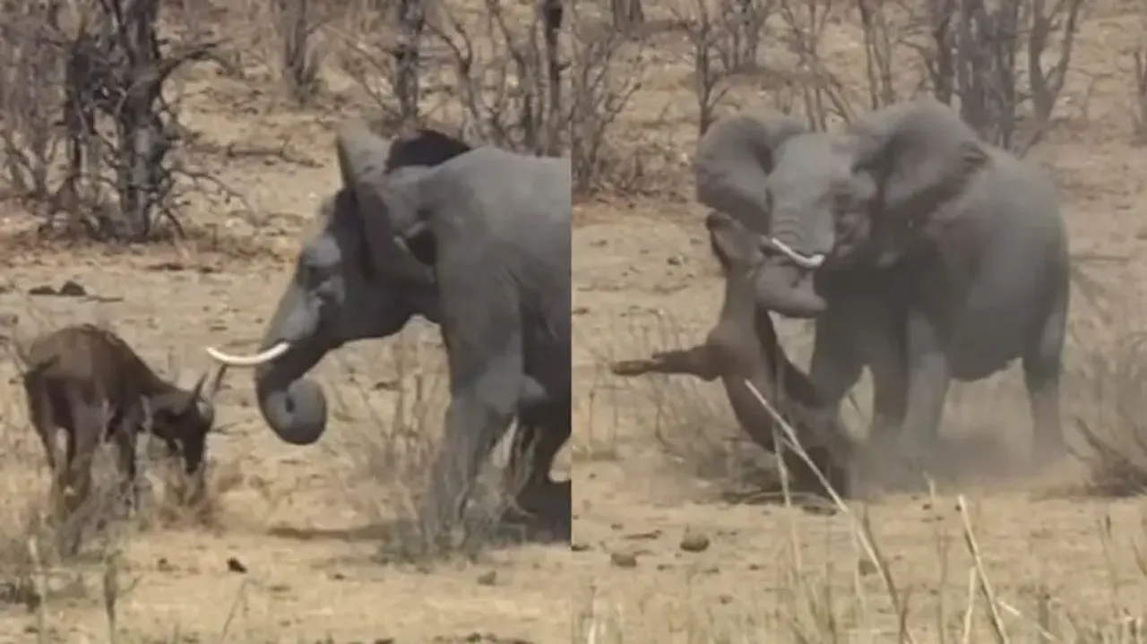 Elephant's brutal buffalo assault goes viral; watch