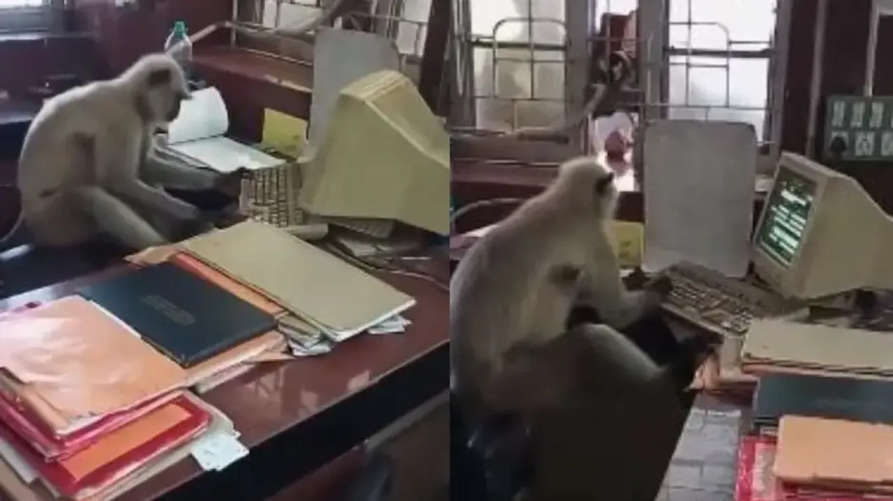 Langur caught using computer at West Bengal railway office, video goes viral