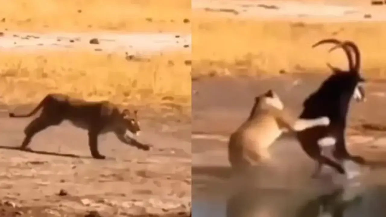 Lioness' ferocious surprise attack on sable antelope: Watch who won the battle of survival