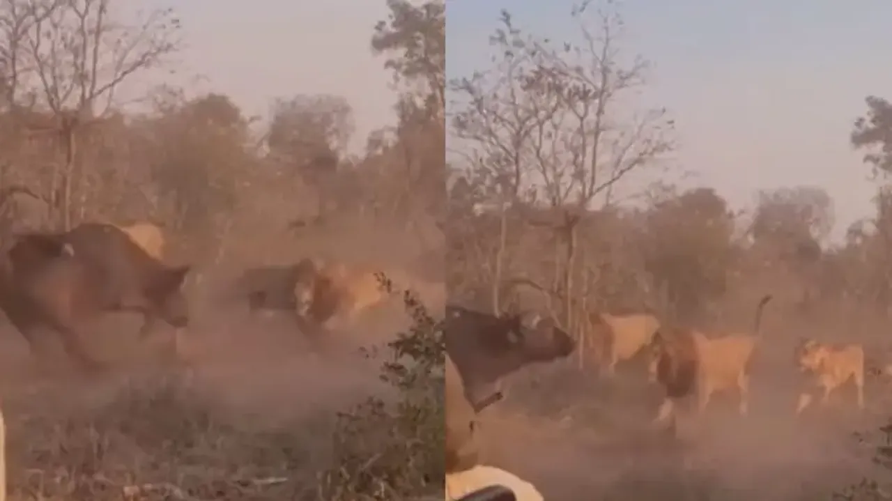 Lions vs Buffaloes