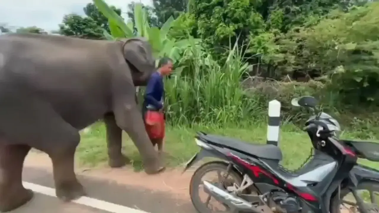 Viral video captures unbreakable bond between young elephant and his devoted caregiver