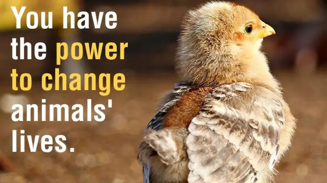 World Animal Welfare Day