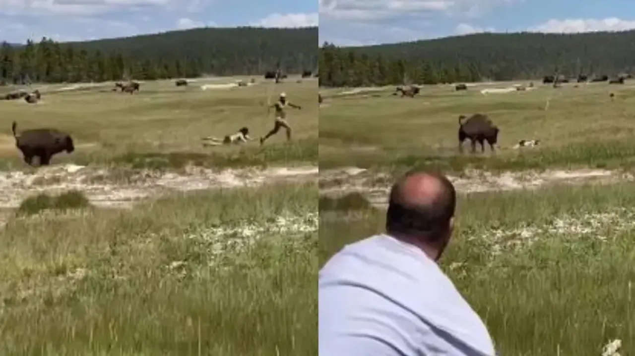 Woman attacked by fierce buffaloes while taking selfie, video goes viral