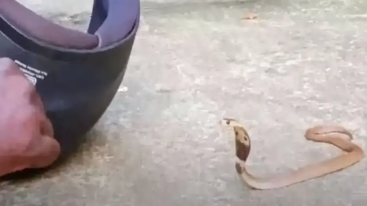 Venomous cobra inside helmet, lucky escape for a man- Watch