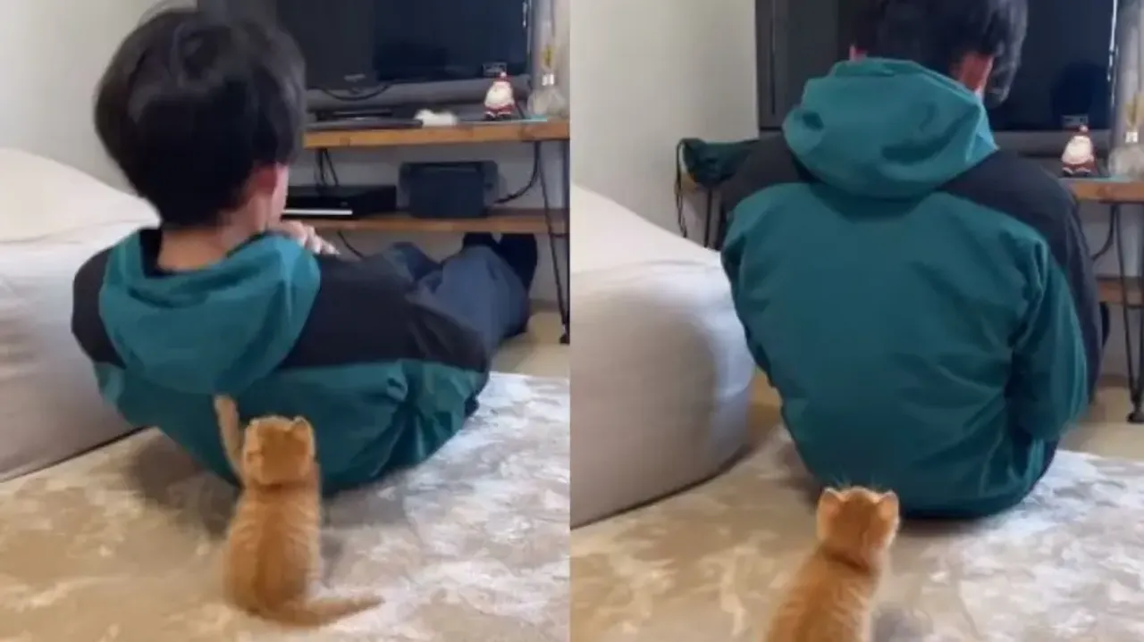 Pet cat turns 'Personal Trainer', aids man's home workout; watch viral video