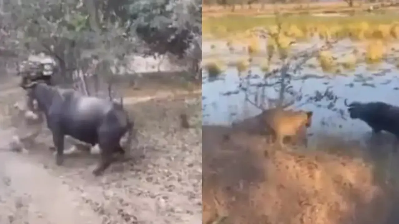 Buffalo gives tough fight to lions; a lesson to never back down; watch