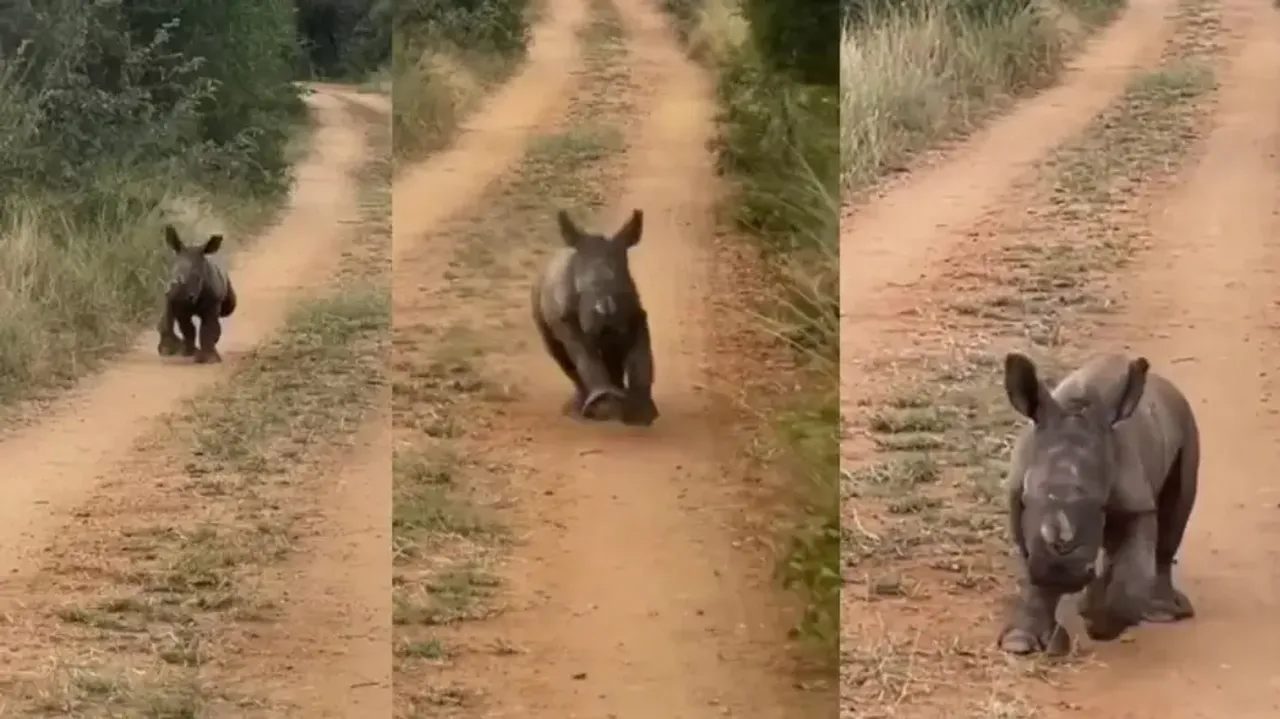 Adorable baby rhino's joyful run captivates social media