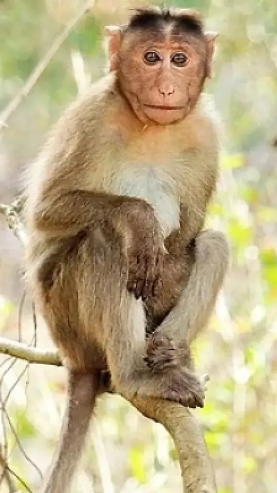 Monkey lives for 2 years with genetically engineered pig kidney