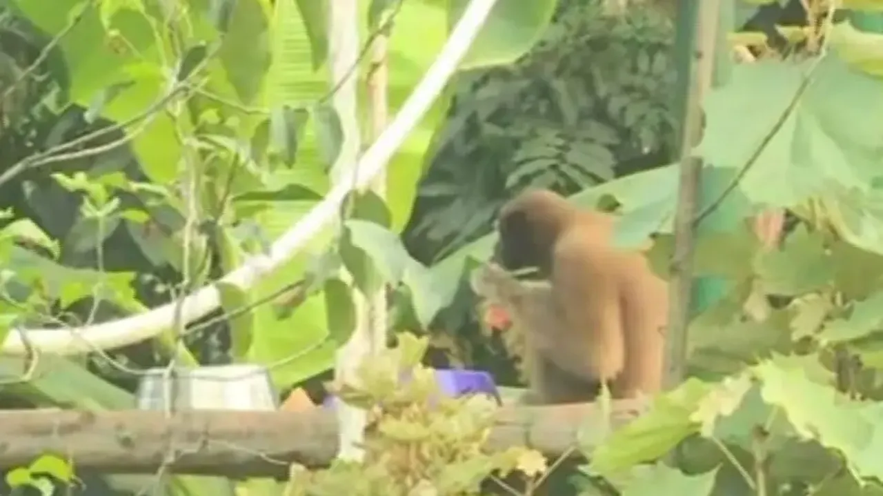 Nandankanan Zoo visitors can book tickets on WhatsApp now