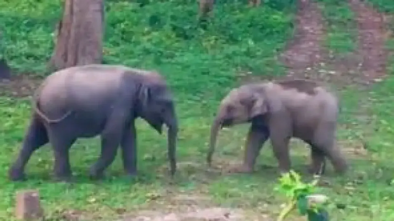 Baby elephants engage in heartwarming playful tussle, video goes viral; watch