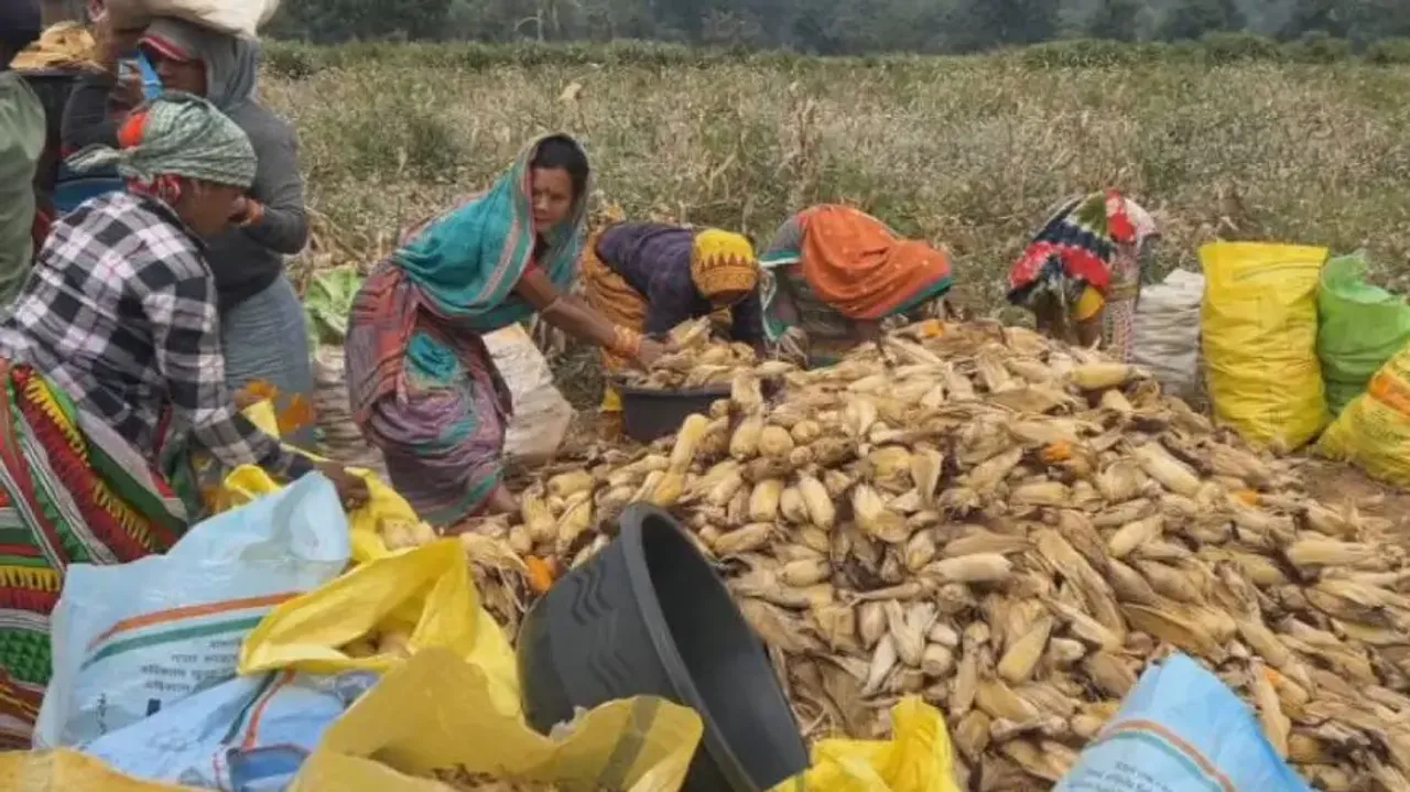 Cyclone threat triggers panic harvest by Odisha maize farmers 
