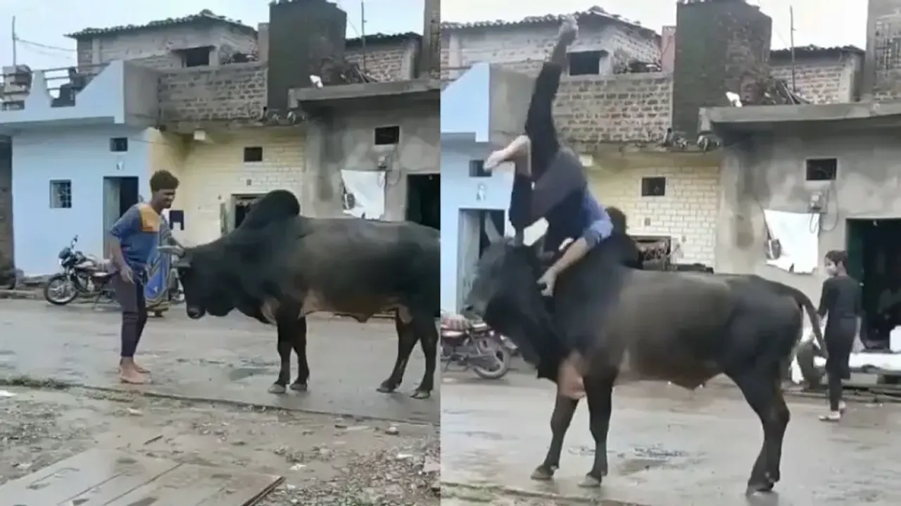 Drunk man's fight with bull goes viral