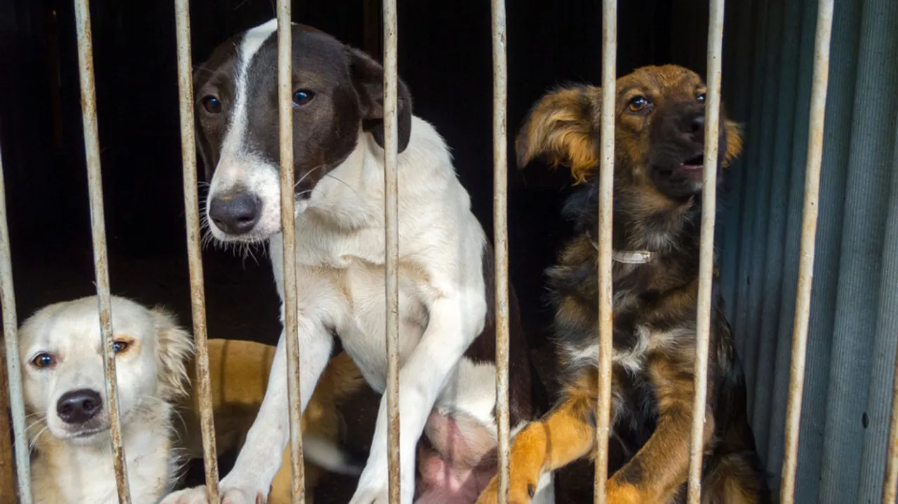 Post HC order, Bhubaneswar civic body gears up for dog sterilisation 