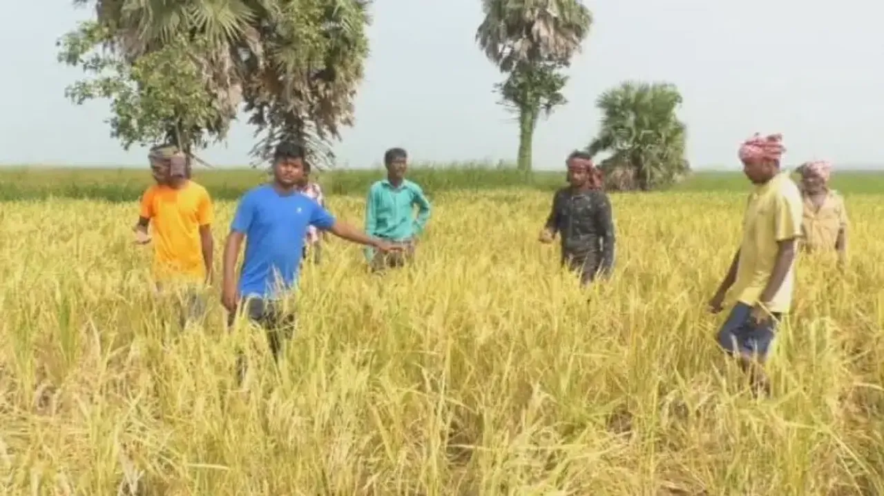 Wild boars robbing sleep of Kendrapara farmers