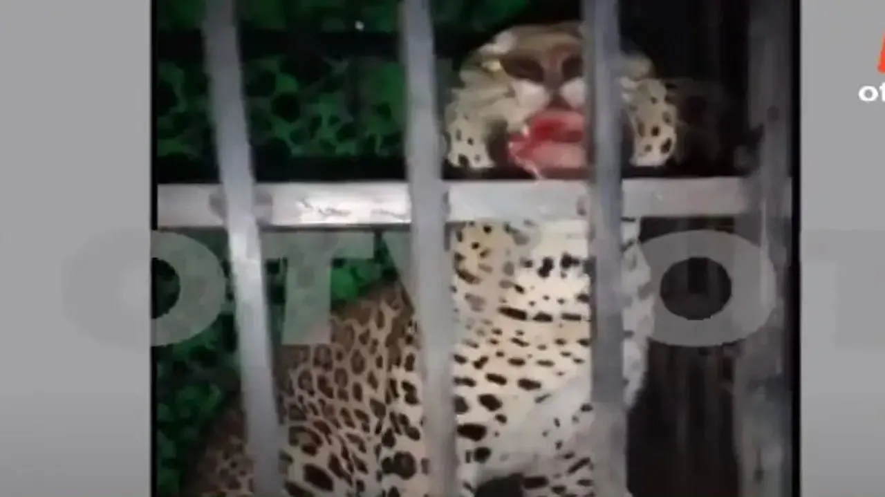 Leopard caged in Nuapada