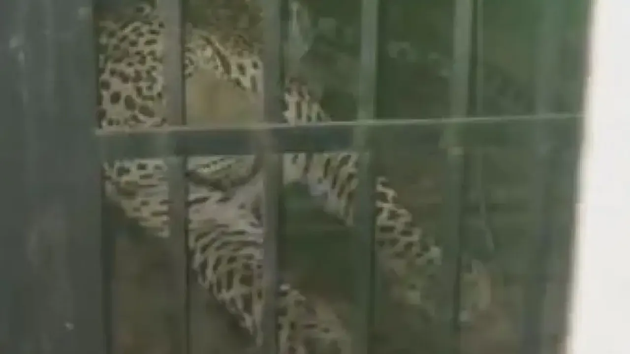 Man-animal conflict: Another leopard spotted in Nuapada, locals express concerns