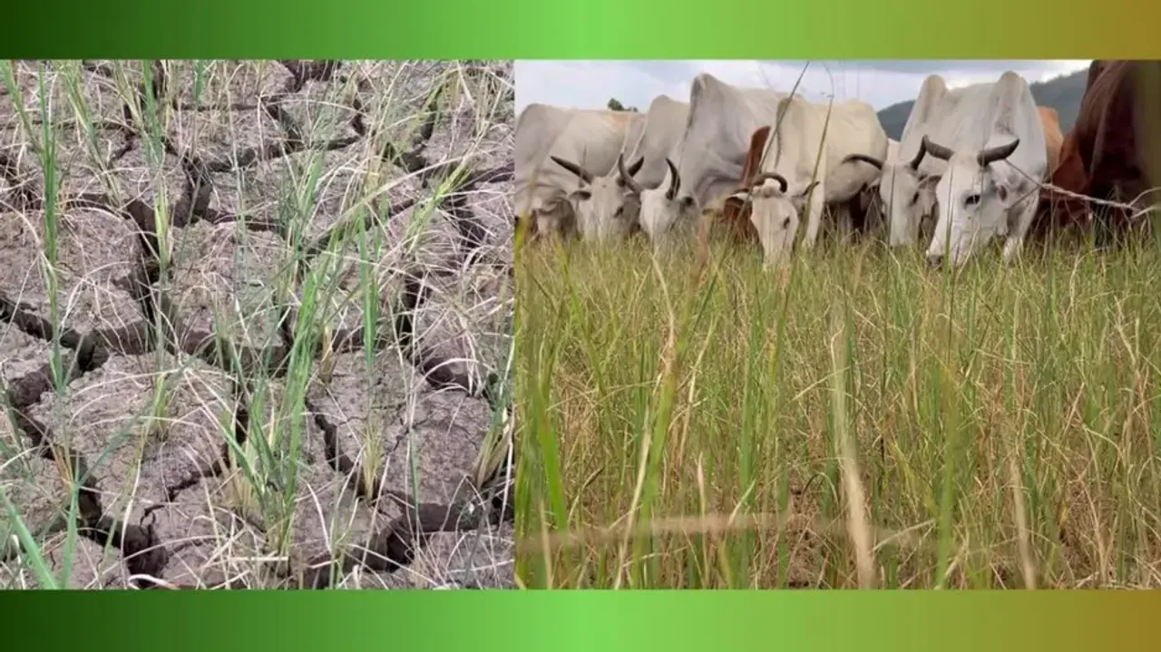 Paddy farmers in Gajapati stare at uncertain future due to deficit rainfall, rue 'failure' of lift i