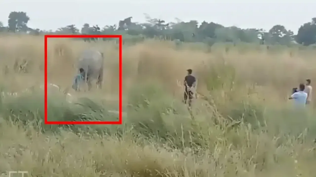 Youth Pulls Elephant's Tail