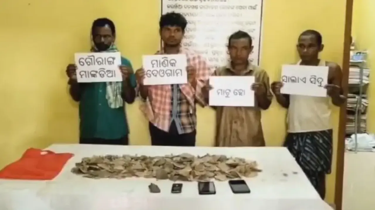 Four poachers arrested with 3.6kg of pangolin scales in Odisha