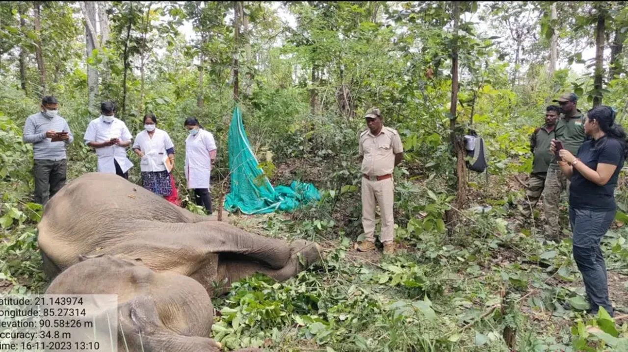 Ailing elephant dies during treatment in Odisha 