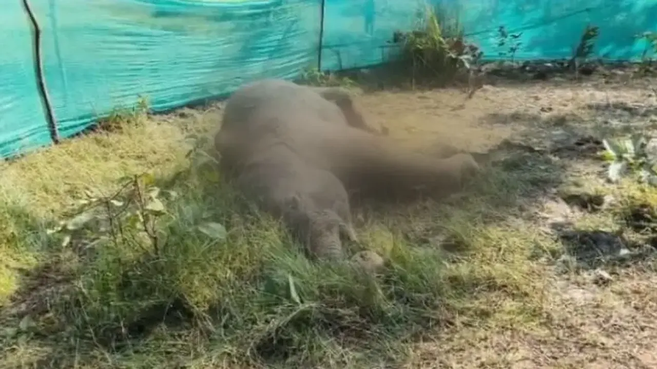 Yet another elephant found dead in Odisha's Telkoi range