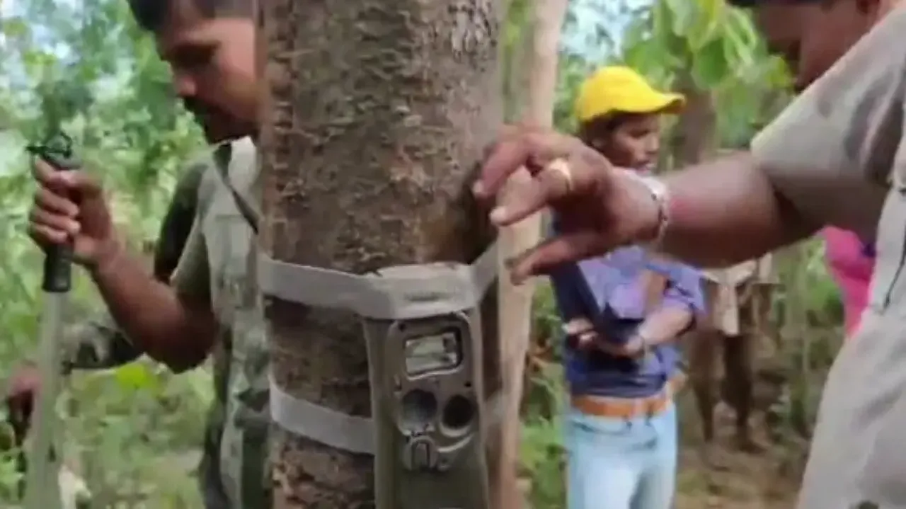 Trap cameras capture pics of Royal Bengal Tiger in Odisha’s Gajapati