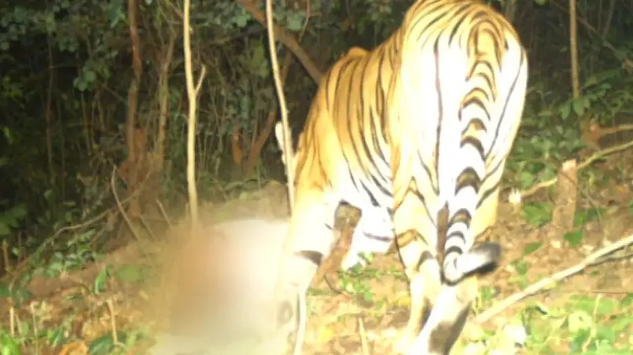Royal Bengal Tiger Trapped In Odisha Forest Dept Camera