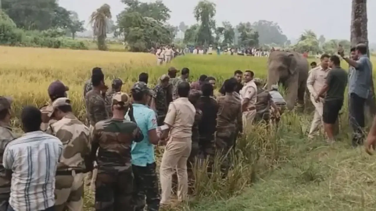 Jumbo that caused mayhem in Jajpur tranquilized for translocation