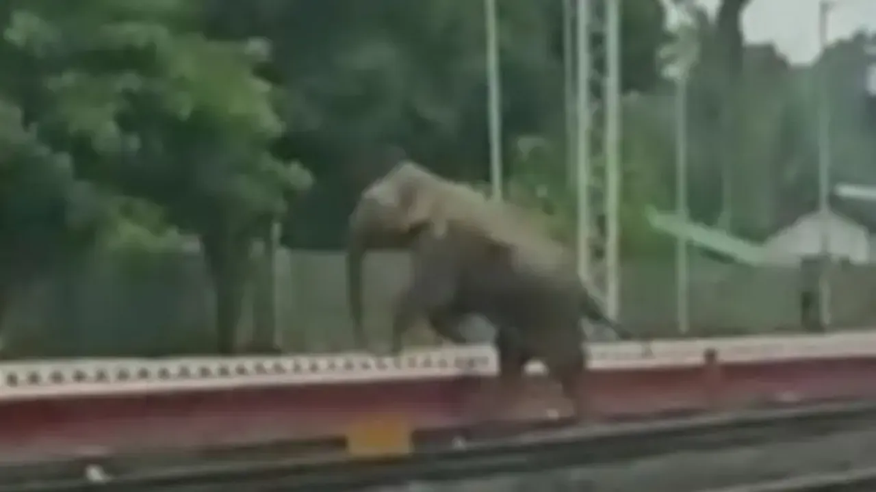 Jumbo deaths: Railways develop AI-based software to avoid collisions